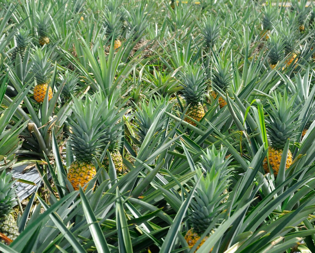 bromelaine ananas tige et fruit