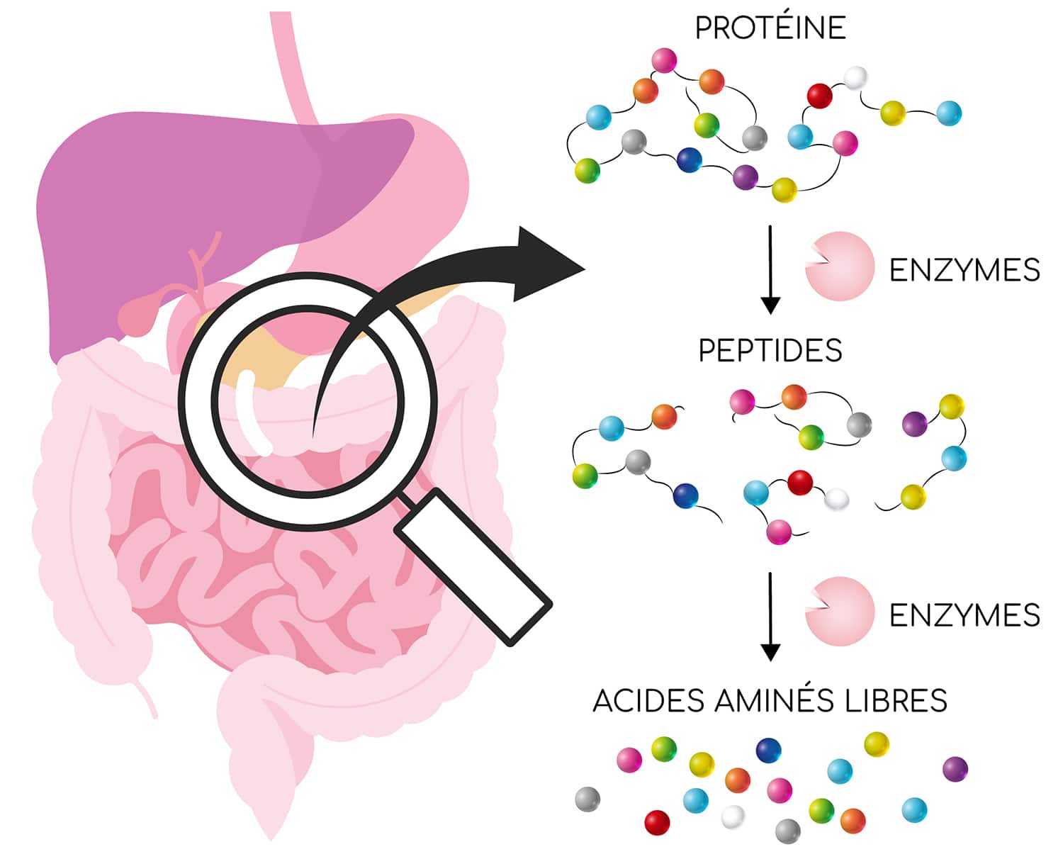 Digestion des protéines par les enzymes comme la bromélaine