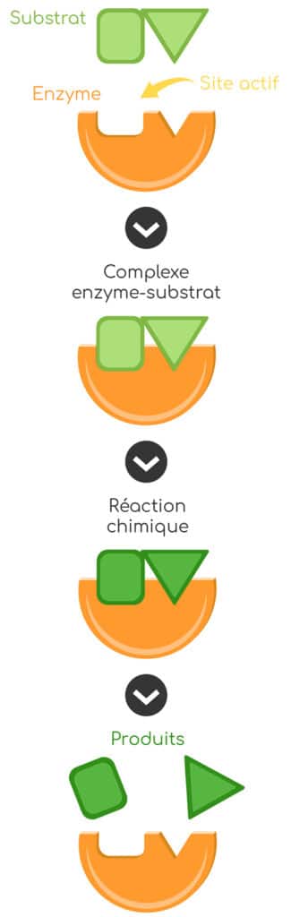 Bromélaïne : mécanisme enzyme-substrat